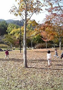 紅葉