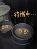みそ-待機.jpg