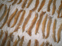 anchovy_fillet.jpg