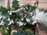 broccori_big.jpg