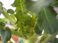 broccori_up.jpg