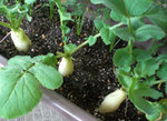 daikon_.jpg