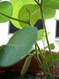 edamame001.jpg