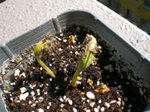 garden_mame.jpg