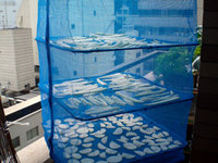 kiriboshidaikon.jpg