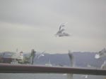 matuyama-kamome.jpg