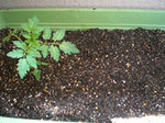 plants.jpg