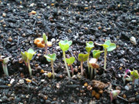 plants_daikon.jpg