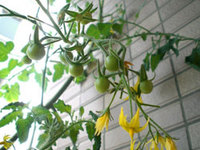 tomato_02.jpg