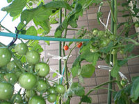 tomato_aka.jpg