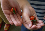 tomato_tenohira.jpg